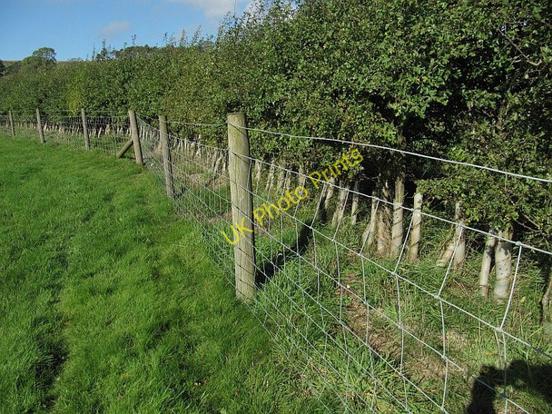Photo 6"x4" Young hedge by the cricket ground Westerdale\/NZ6605 c2010