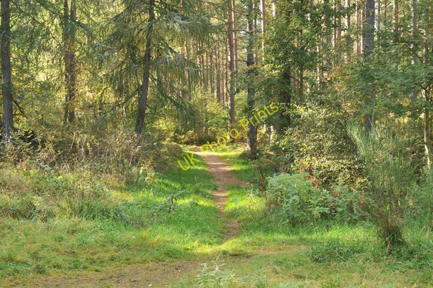 Photo 6"x4" Path through Cullaird Wood Lochardil c2010