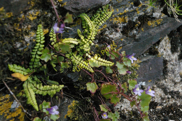 Photo 6"x4" Rock plants high on the walls of Restormel Castle Lostwithiel c2010