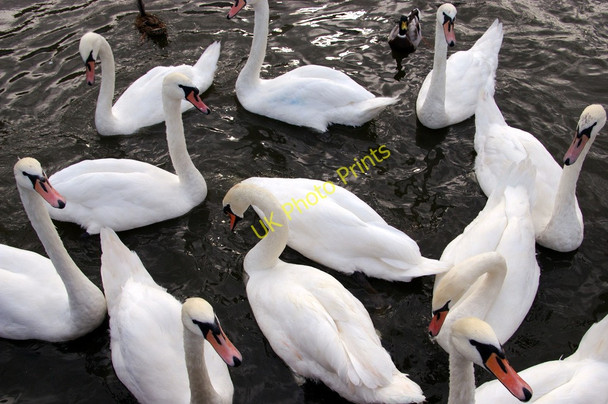 Photo 6"x4" Mute swans (Cygnus olor) Fritton\/TG4018 c2009