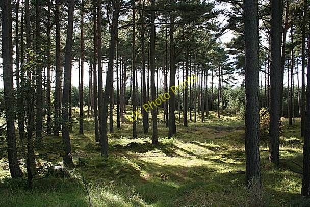 Photo 6"x4" Roseisle Forest Burghead c2010