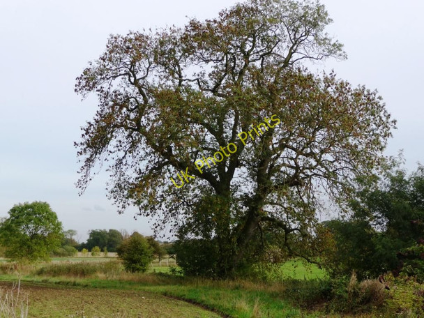 Photo 6"x4" Field tree, east of the lay-by Bainton\/SE9652 c2010