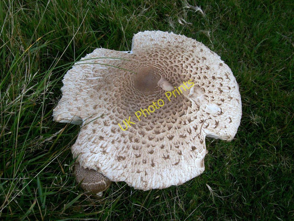 Photo 6"x4" A cliff top fungus Mynydd Gilan c2010