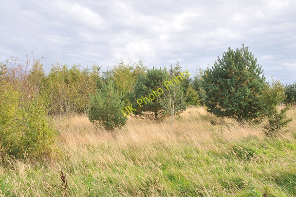 Photo 6"x4" Small area of trees near Kingsteps Kingsteps c2010