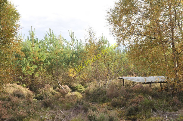 Photo 6"x4" Inshoch Wood Dyke\/NH9858 c2010