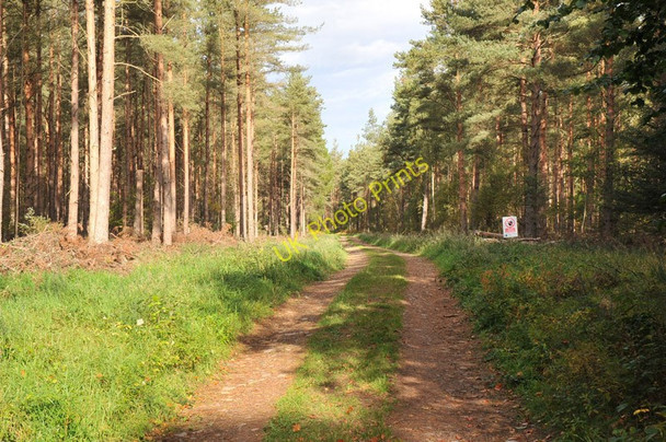 Photo 6"x4" Forestry road into Culbin Forest Dyke\/NH9858 c2010