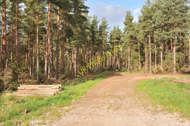 Photo 6"x4" Forest access at Culbin Forest Cloddymoss c2010