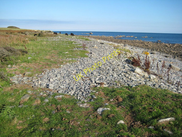 Photo 6"x4" Cattle on Lowland Point Porthoustock c2010