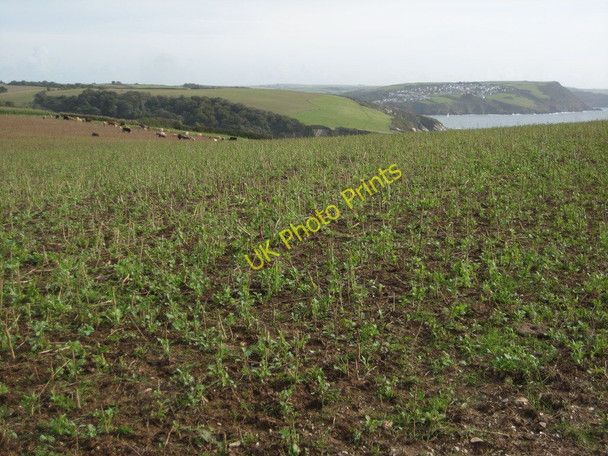 Photo 6"x4" Cattle on Gribbin Head Polkerris c2010