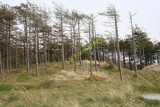 Photo 6"x4" Ailing Conifers Pen-l\u00f4n c2010
