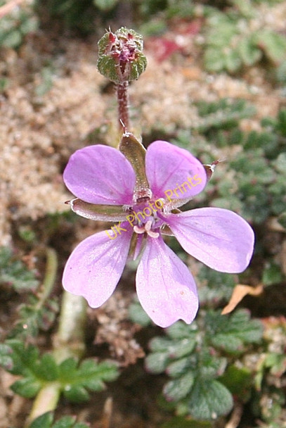 Photo 6"x4" Sticky Storksbill (Erodium lebelii) Pen-l\u00f4n c2010