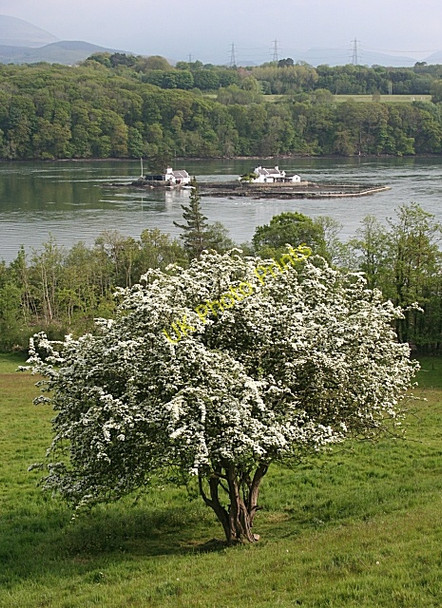 Photo 6"x4" Ynys Gored Goch Llanfair Pwllgwyngyll c2010