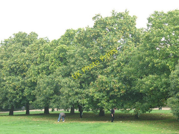 Photo 6"x4" Chestnut pickers in Greenwich Park Greenwich\/TQ3977 c2010