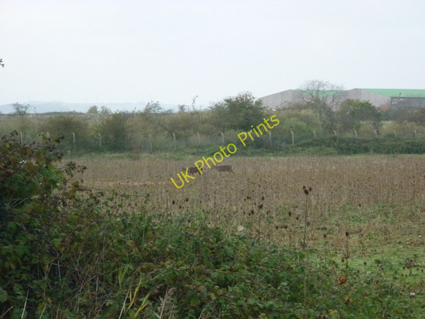 Photo 6"x4" Deer on the old Capper Pass site Melton\/SE9726 c2010