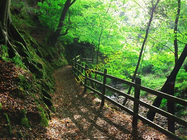 Photo 6"x4" Autumn at Crawfordsburn Crawfordsburn c2010 P1