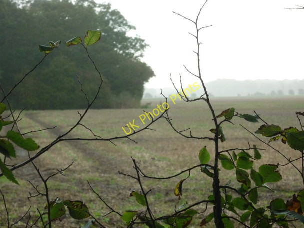 Photo 6"x4" Deer in the morning mist Ottringham c2010