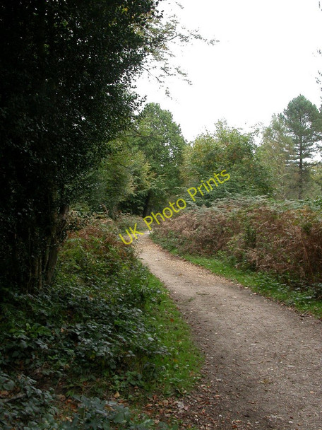 Photo 6"x4" Wootton, forestry track Ossemsley c2010