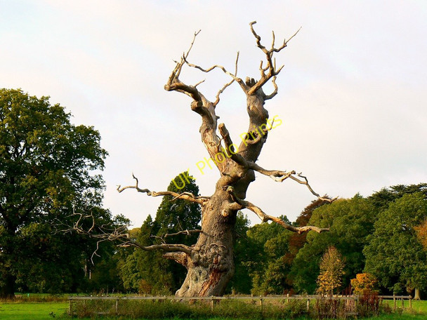 Photo 6"x4" Dead tree, Westonbirt Arboretum Westonbirt c2010