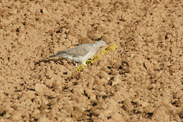 Photo 6"x4" Juvenile Wood Pigeon (Columba palumbus), Burnside Farm, Stanley Stanley\/NO1033 c2010