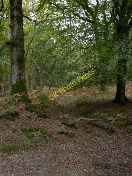 Photo 6"x4" Roe Inclosure, ditch Linwood\/SU1809 c2010