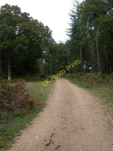 Photo 6"x4" Roe Inclosure, forestry road Linwood\/SU1809 c2010