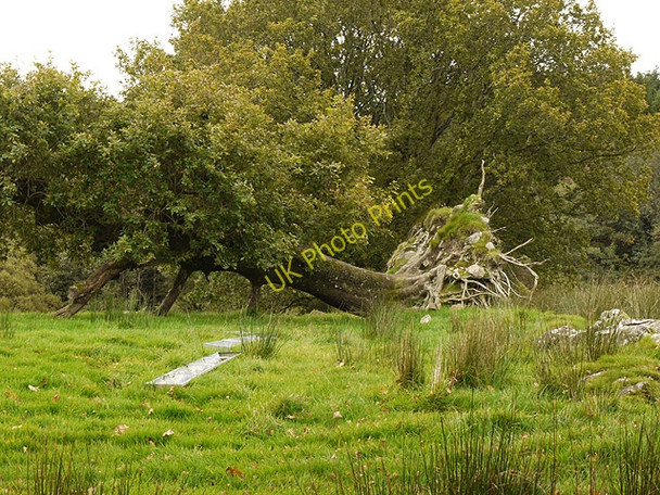 Photo 6"x4" Old tree Tabor c2010