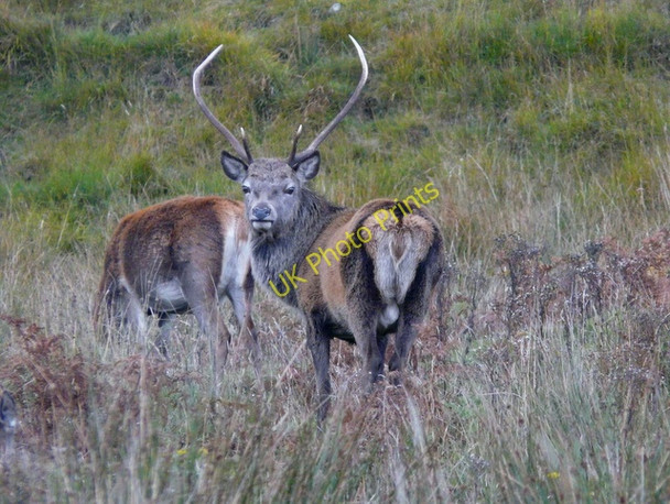 Photo 6"x4" Deer at Duchally Dalnaclave c2010