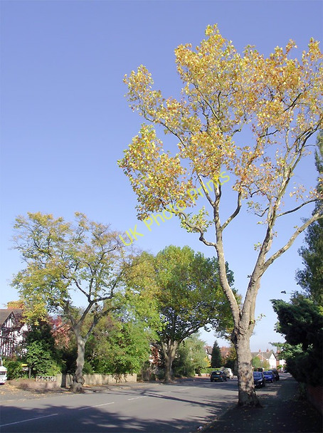 Photo 6"x4" Albert Road, Wolverhampton Wolverhampton c2010 P1