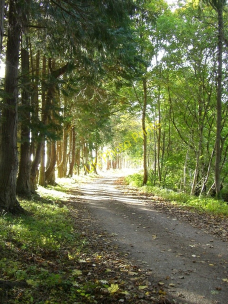 Photo 6"x4" Track at Rosehaugh Estate Avoch c2010