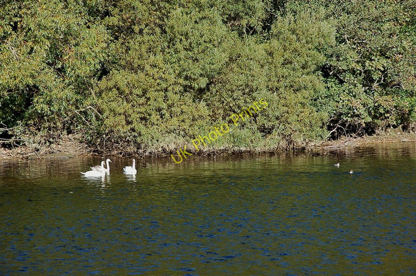 Photo 6"x4" Swans and goosanders on the Tweed Bemersyde c2010