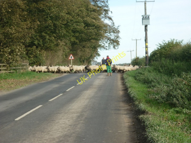 Photo 6"x4" Sheep crossing road into Riplingham Grange Farm Little Weighton c2010