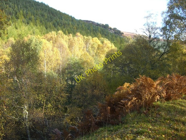 Photo 6"x4" Birches catching the sun, by the River Cannich Loch Craskie c2010