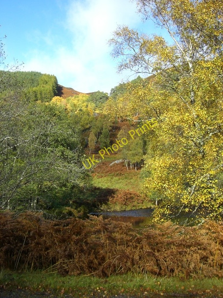 Photo 6"x4" Birches by the River Cannich Loch Craskie c2010