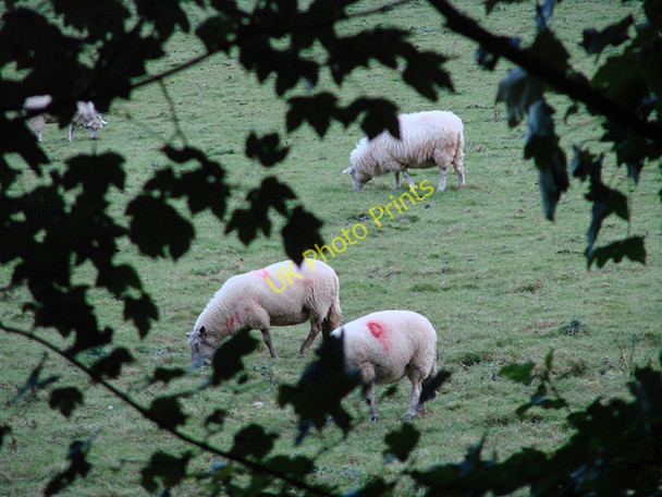 Photo 6"x4" Ewes in the Rheidol Valley Nantyronen Station c2010