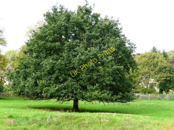 Photo 6"x4" Tree in parkland Clipsham c2010