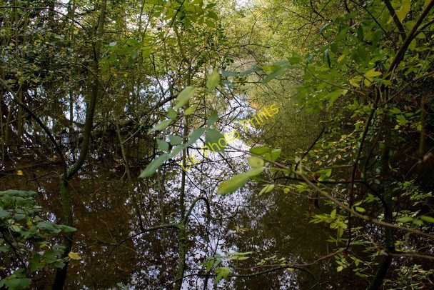 Photo 6"x4" Fish pond at Haughmond Abbey Haughton\/SJ5516 c2010
