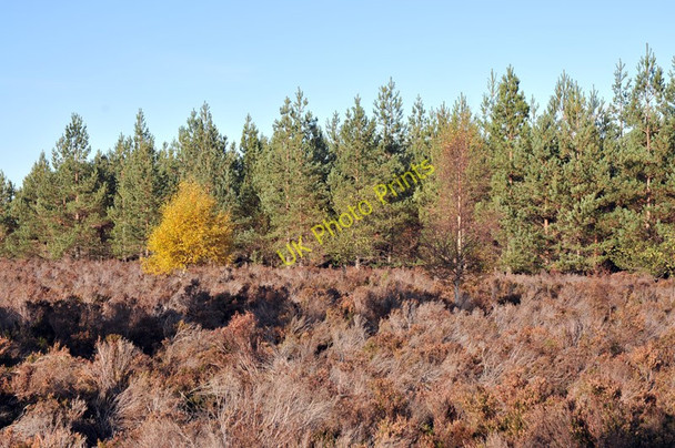 Photo 6"x4" Heather and trees near Dulsie Wood Ferness c2010