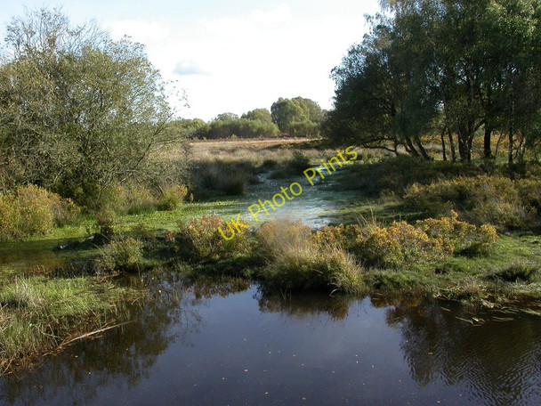 Photo 6"x4" Woodfidley Passage, wetlands Furzey Lodge c2010