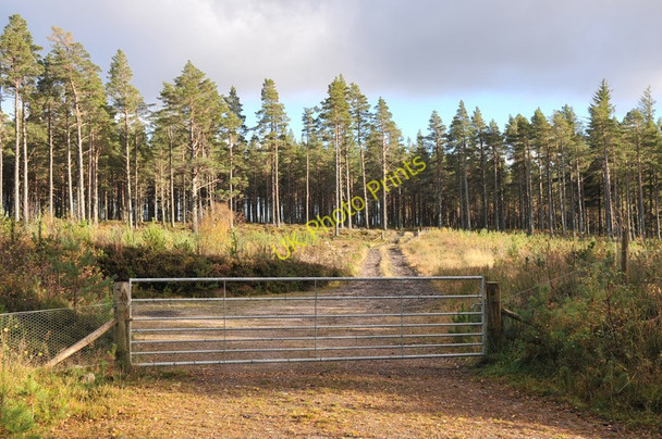 Photo 6"x4" Forest road into Milltown Wood Ferness c2010