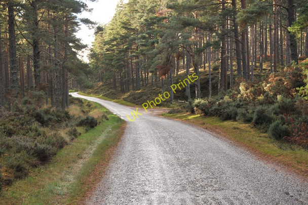Photo 6"x4" Minor road passing through Fleenas Wood Littlemill\/NH9150 c2010