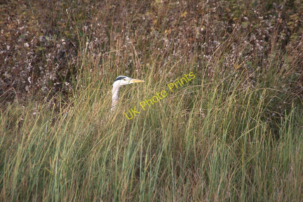 Photo 6"x4" Grey Heron (Ardea cinerea), Glencorse Woodhouselee c2010