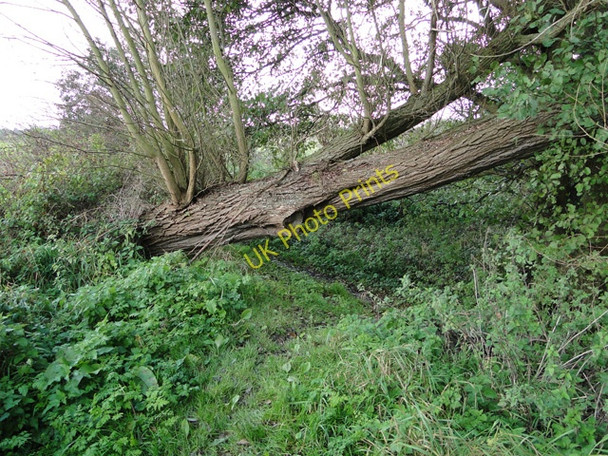 Photo 6"x4" Fallen tree over the footpath Beccles c2010