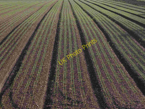 Photo 6"x4" Nice straight rows Luddington\/SP1652 c2010