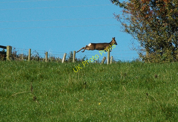 Photo 6"x4" Leaping deer (2) Chapel Hill\/SO5200 c2010