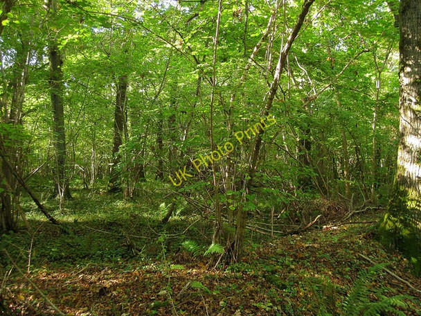 Photo 6"x4" Furzefield Copse Binsted c2010