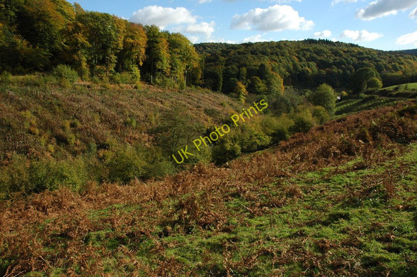 Photo 6"x4" Wooded valley, Tintern Cross The Cot c2010