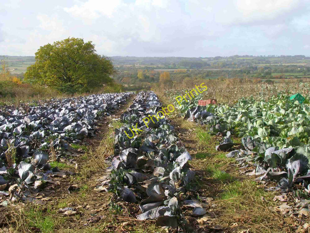 Photo 6"x4" Cabbages on the hill Charingworth c2010