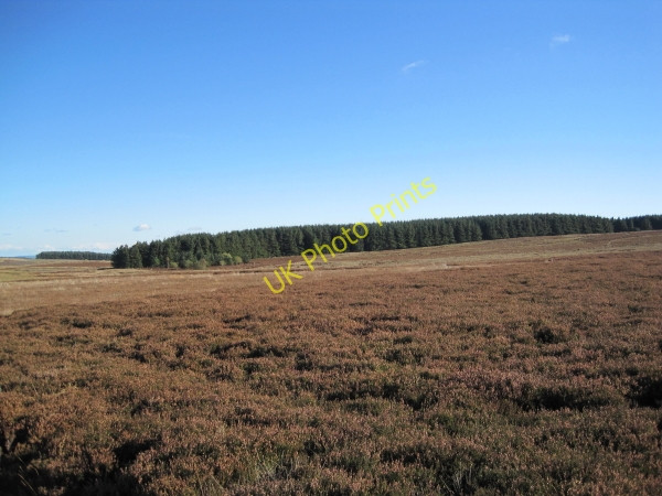 Photo 6"x4" View towards Fell Plantation Elrington c2010