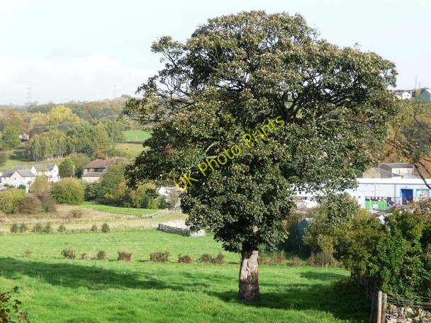 Photo 6"x4" Hillside tree Cleckheaton c2010