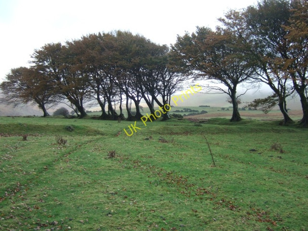 Photo 6"x4" Trees growing on an old field boundary Forda\/SX5390 c2010